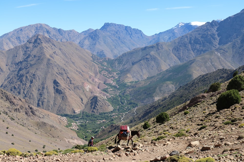 A High Atlas valley with a mule on the trail and a snow-capped peak